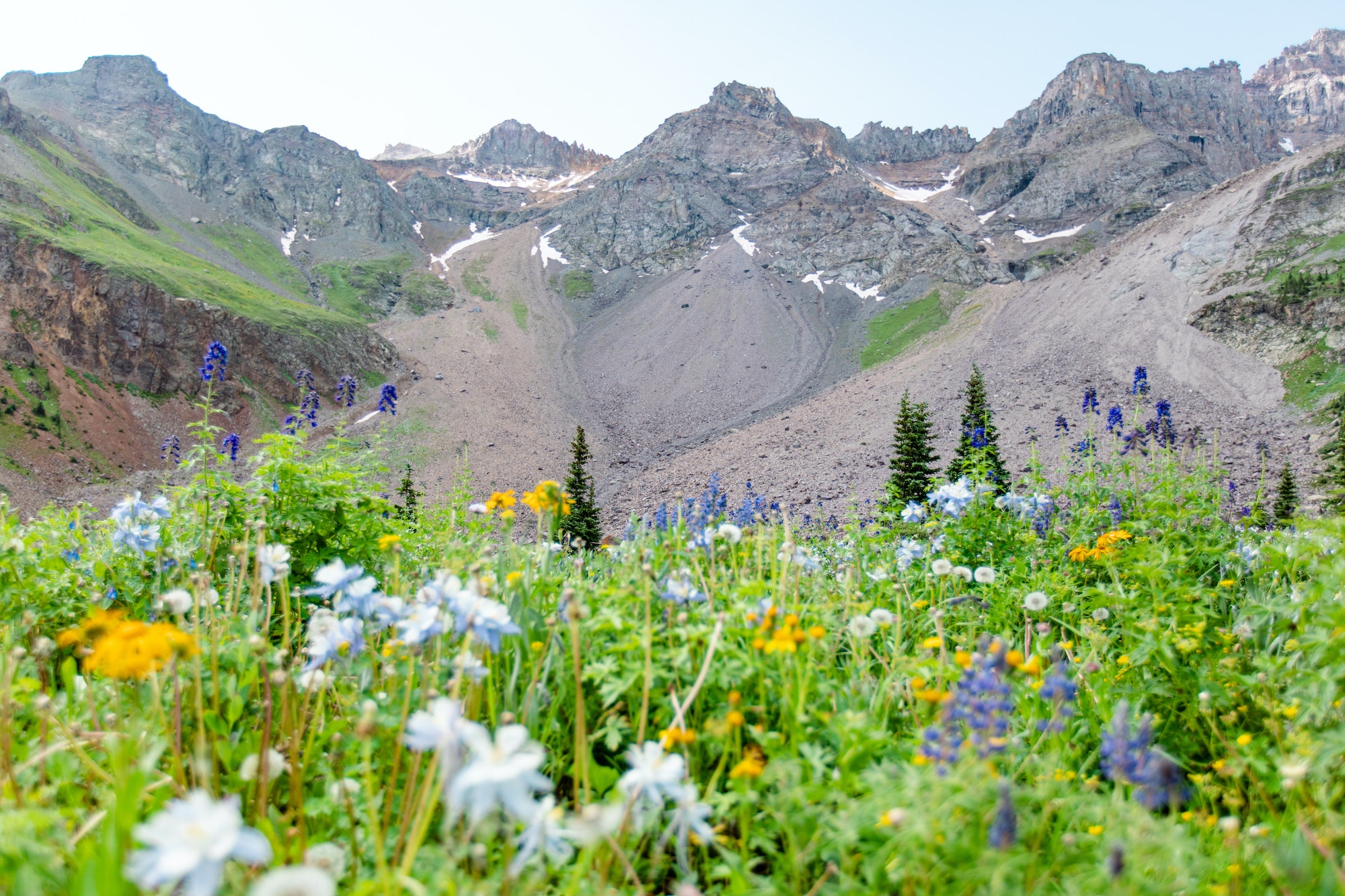 Wildflowers in the mountains in Colorado